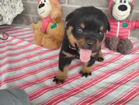 Kassy , a female Rottweiler for sale in Spencerville, IN – 1 of 9