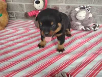 Kassy , a female Rottweiler for sale in Spencerville, IN – 5 of 9
