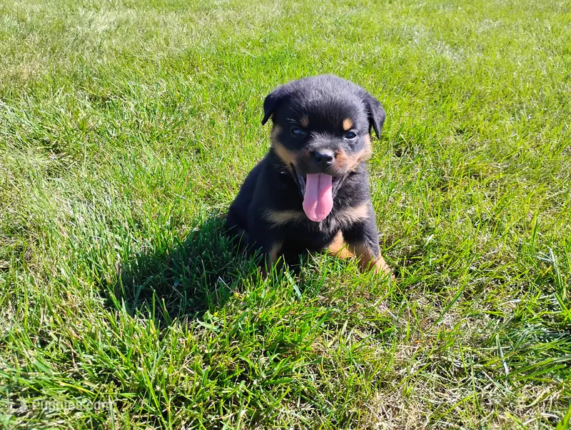 Kassy  – Rottweiler puppy for sale in Spencerville, IN