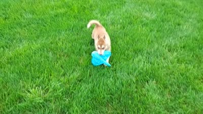 Nash , a male Siberian Husky for sale in Spencerville, IN – 8 of 8