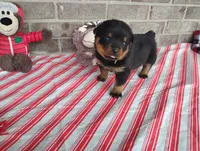 Autumn , a female Rottweiler for sale in Spencerville, IN – 6 of 8