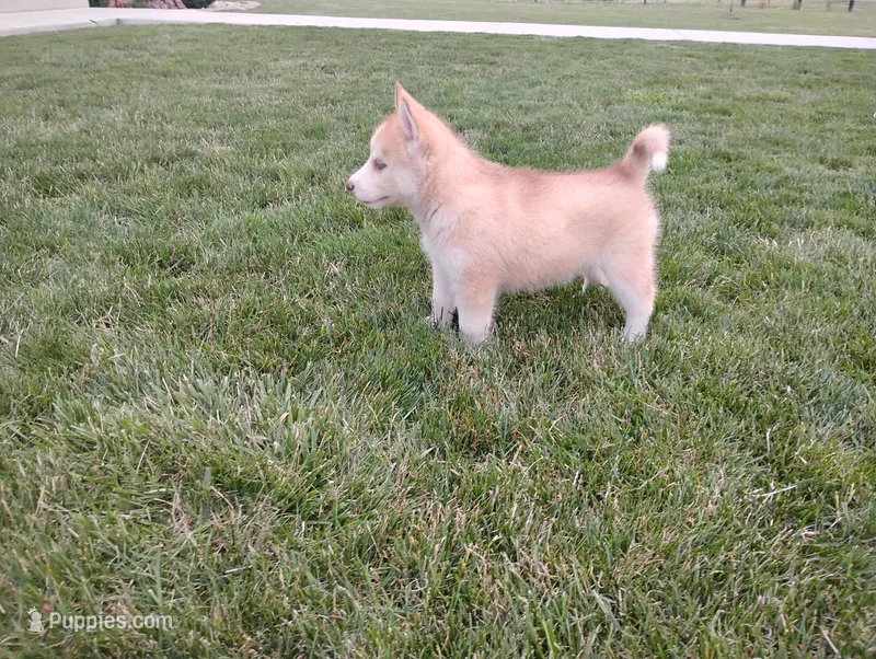 Rose  – Siberian Husky puppy for sale in Spencerville, IN