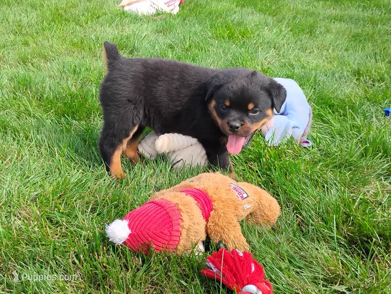 Kassy  – Rottweiler puppy for sale in Spencerville, IN