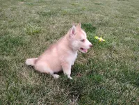 Rose , a female Siberian Husky for sale in Spencerville, IN – 6 of 10
