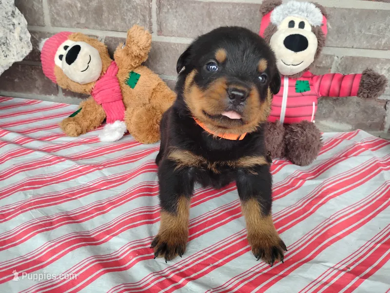 Choppy  – Rottweiler puppy for sale in Spencerville, IN