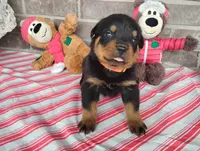 Choppy , a male Rottweiler for sale in Spencerville, IN – 1 of 6