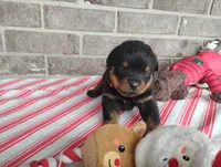 Willow , a female Rottweiler for sale in Spencerville, IN – 3 of 6