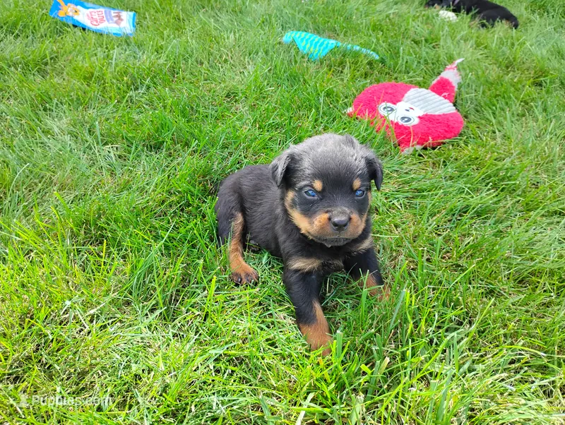 River  – Rottweiler puppy for sale in Spencerville, IN