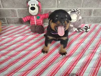 Kassy , a female Rottweiler for sale in Spencerville, IN – 2 of 9
