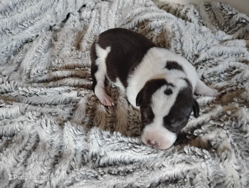 Oakly  – Australian Cattle Dog, German Shorthaired Pointer puppy for sale in Spencerville, IN