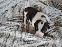 Oakly , a female Australian Cattle Dog and German Shorthaired Pointer for sale in Spencerville, IN – 1 of 4