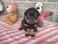 Kassy , a female Rottweiler for sale in Spencerville, IN – 4 of 9