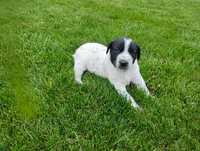 Omery , a male Australian Cattle Dog and German Shorthaired Pointer for sale in Spencerville, IN – 9 of 10