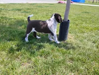 Oakly , a female Australian Cattle Dog and German Shorthaired Pointer for sale in Spencerville, IN – 2 of 10