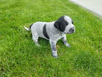 Olivia , a female Australian Cattle Dog and German Shorthaired Pointer for sale in Spencerville, IN – 6 of 10