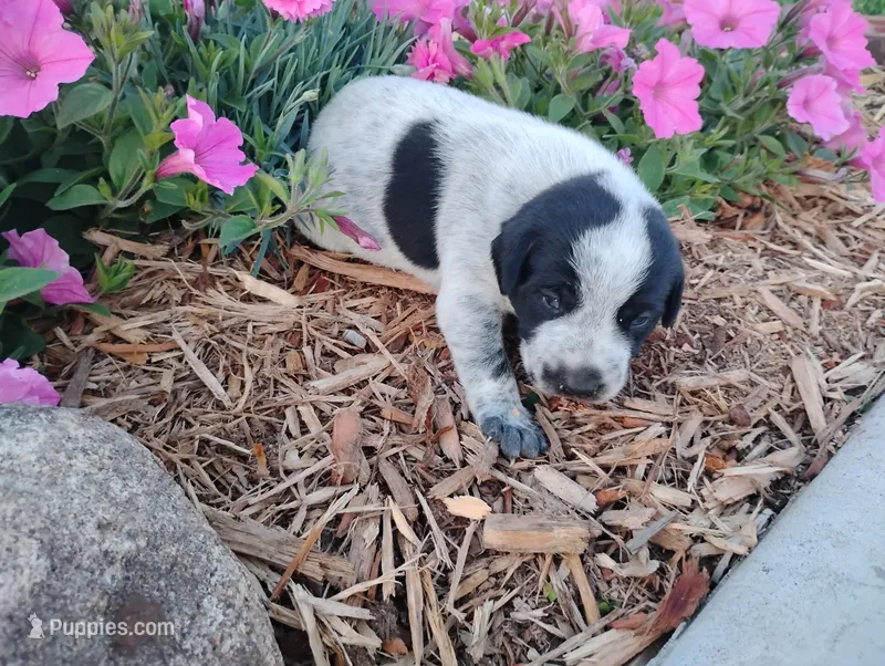 Olivia  – Australian Cattle Dog, German Shorthaired Pointer puppy for sale in Spencerville, IN