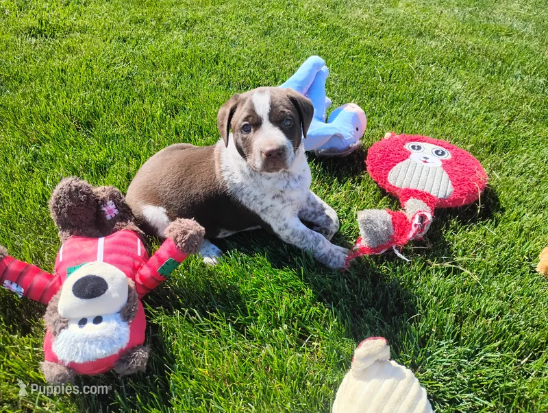 Oakly  – Australian Cattle Dog, German Shorthaired Pointer puppy for sale in Spencerville, IN