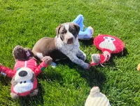 Oakly , a female Australian Cattle Dog and German Shorthaired Pointer for sale in Spencerville, IN – 5 of 10