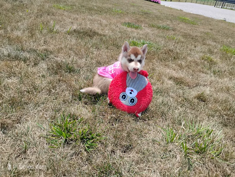 Remy  – Siberian Husky puppy for sale in Spencerville, IN