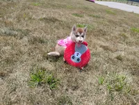 Remy , a male Siberian Husky for sale in Spencerville, IN – 1 of 9