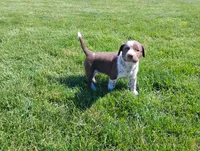 Owen , a male Australian Cattle Dog and German Shorthaired Pointer for sale in Spencerville, IN – 4 of 10