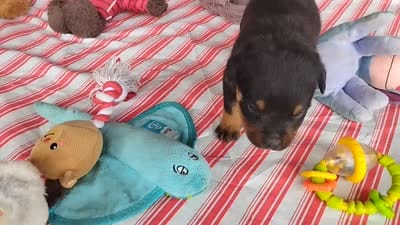 Ninja , a male Rottweiler for sale in Spencerville, IN – 6 of 6