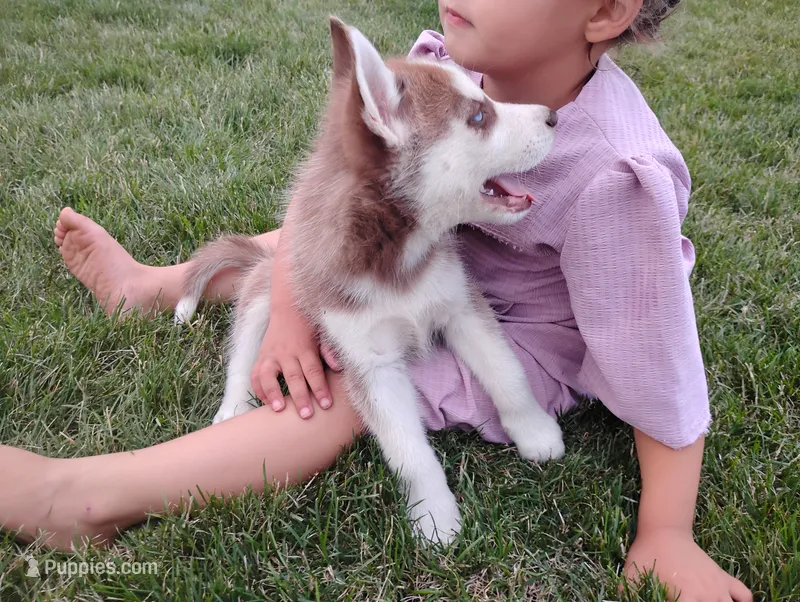 Regi – Siberian Husky puppy for sale in Spencerville, IN