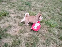 Remy , a male Siberian Husky for sale in Spencerville, IN – 3 of 9