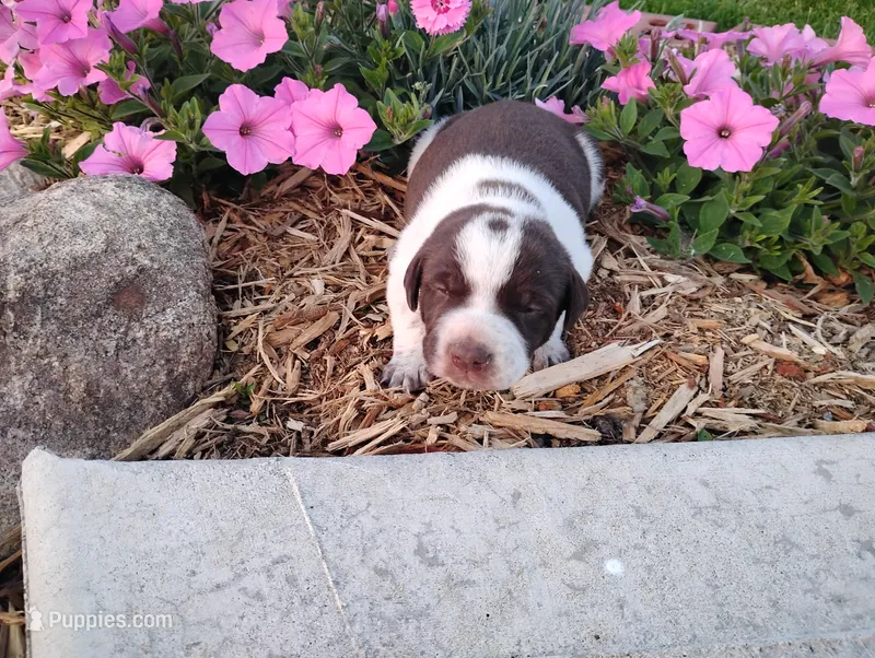 Oakly  – Australian Cattle Dog, German Shorthaired Pointer puppy for sale in Spencerville, IN