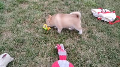Rose , a female Siberian Husky for sale in Spencerville, IN – 10 of 10