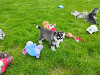 Avery , a female Siberian Husky for sale in Spencerville, IN – 6 of 6