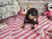 Choppy , a male Rottweiler for sale in Spencerville, IN – 5 of 6