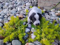 Olivia , a female Australian Cattle Dog and German Shorthaired Pointer for sale in Spencerville, IN – 8 of 10