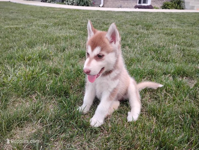 Remy  – Siberian Husky puppy for sale in Spencerville, IN
