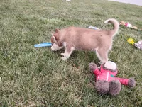 Regi, a male Siberian Husky for sale in Spencerville, IN – 5 of 9