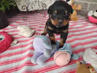 River , a male Rottweiler for sale in Spencerville, IN – 3 of 8