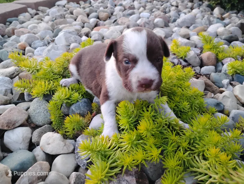Owen  – Australian Cattle Dog, German Shorthaired Pointer puppy for sale in Spencerville, IN