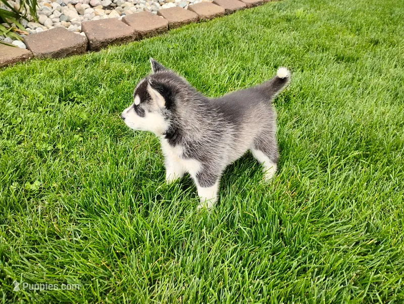 Avery  – Siberian Husky puppy for sale in Spencerville, IN