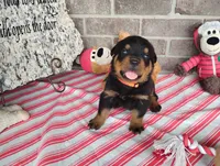Choppy , a male Rottweiler for sale in Spencerville, IN – 2 of 6