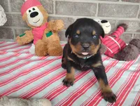 River , a male Rottweiler for sale in Spencerville, IN – 2 of 8