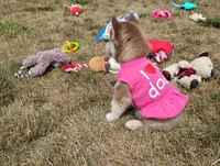 Remy , a male Siberian Husky for sale in Spencerville, IN – 8 of 9