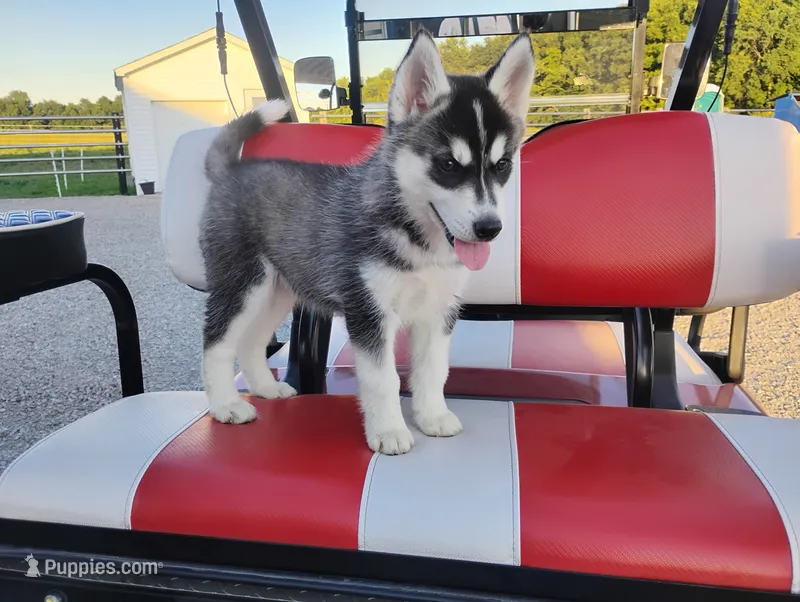 Avery  – Siberian Husky puppy for sale in Spencerville, IN