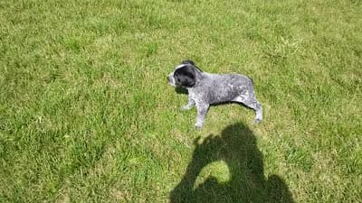 Olivia , a female Australian Cattle Dog and German Shorthaired Pointer for sale in Spencerville, IN – 10 of 10