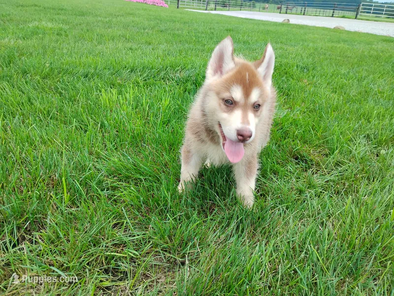 Nash  – Siberian Husky puppy for sale in Spencerville, IN