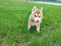 Nash , a male Siberian Husky for sale in Spencerville, IN – 1 of 8