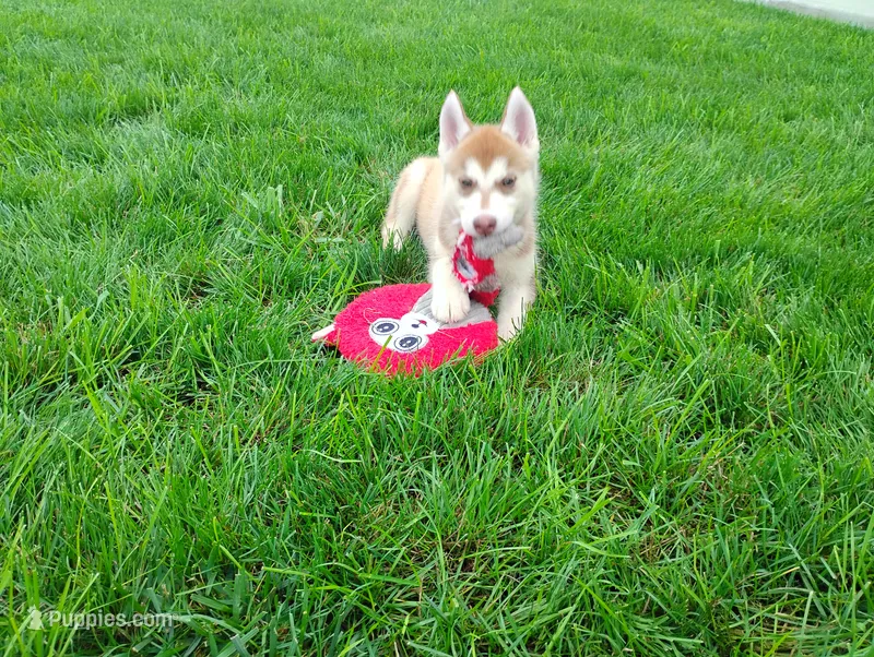Remy  – Siberian Husky puppy for sale in Spencerville, IN