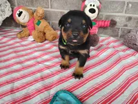 Ninja , a male Rottweiler for sale in Spencerville, IN – 5 of 6