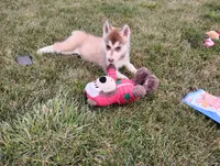 Remy , a male Siberian Husky for sale in Spencerville, IN – 6 of 9