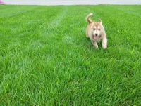 Nash , a male Siberian Husky for sale in Spencerville, IN – 7 of 8