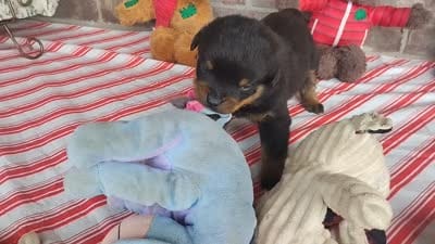 Willow , a female Rottweiler for sale in Spencerville, IN – 6 of 6
